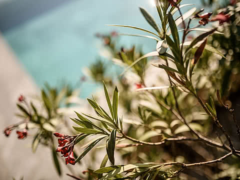 Pflanze vor Außenpool im Wellnesshotel Sonnen Resort in Naturns Südtirol